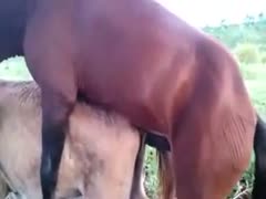 Two horses having sex on the farm xxx